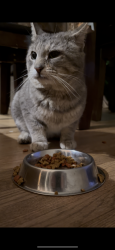 Found/Stray Male Cat last seen Boulevard samson/ Boulevard lévesque, Laval, QC H7W