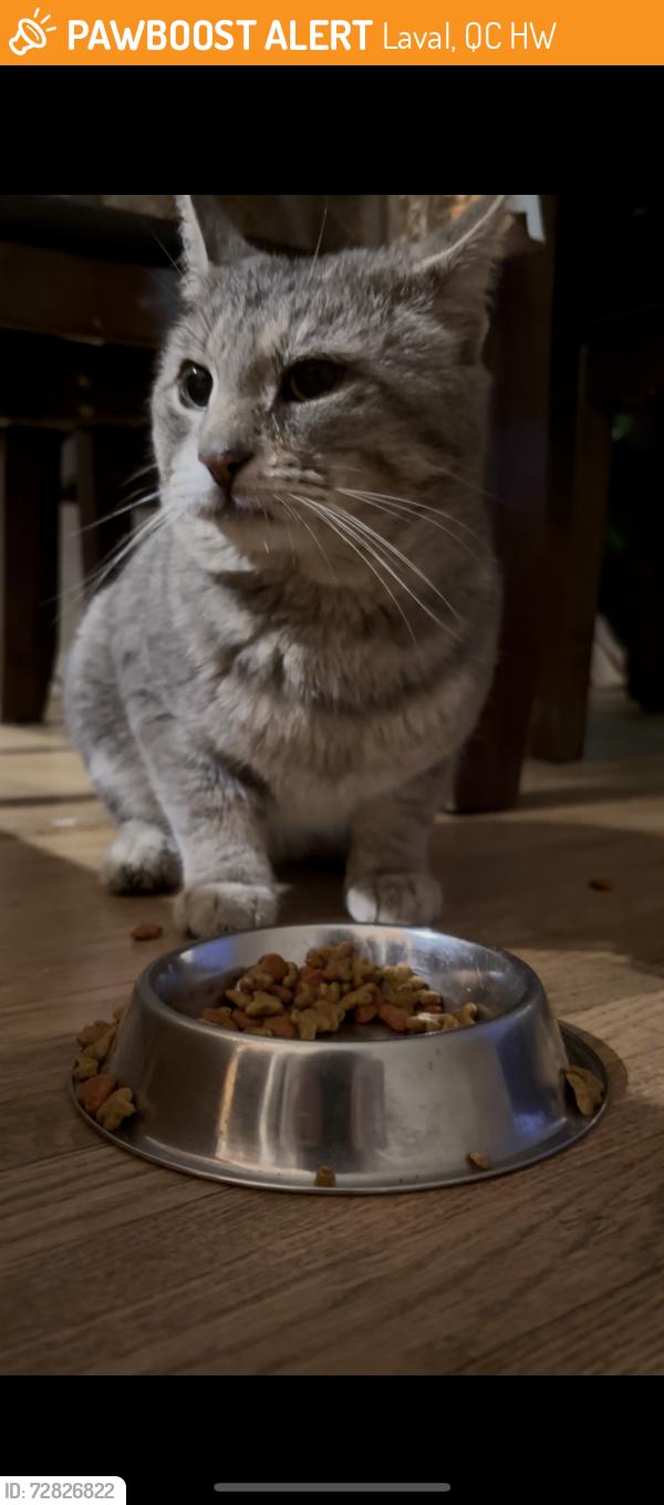 Found/Stray Male Cat last seen Boulevard samson/ Boulevard lévesque, Laval, QC H7W