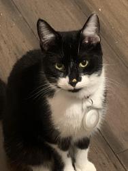 Lost Female Cat last seen Hillview Boulevard, Blossom Road, Louisville, KY 40229