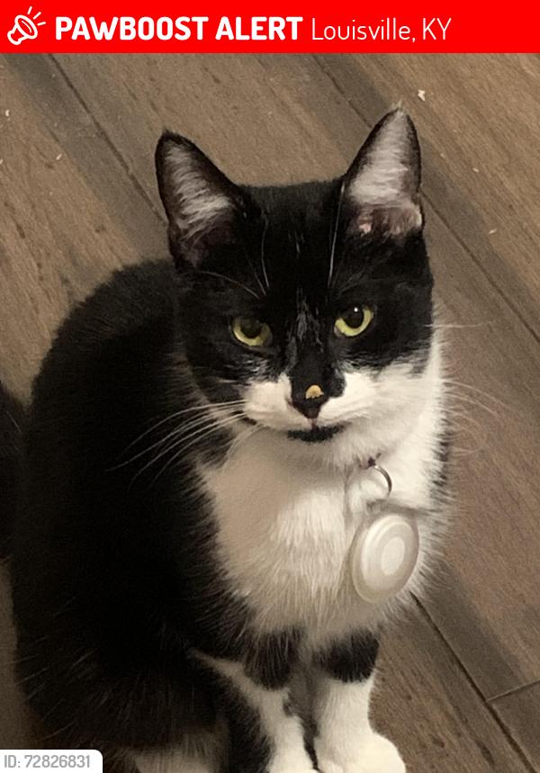 Lost Female Cat last seen Hillview Boulevard, Blossom Road, Louisville, KY 40229