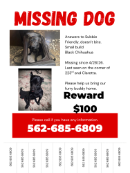 Lost Male Dog last seen 223rd and Claretta , Hawaiian Gardens, CA 90716