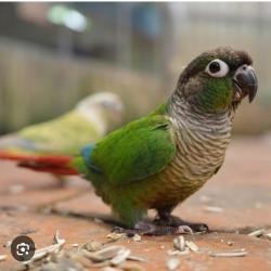 Lost Female Bird last seen Reflection ,Vintage, Moonshadow, Rancho Cucamonga, CA 91737