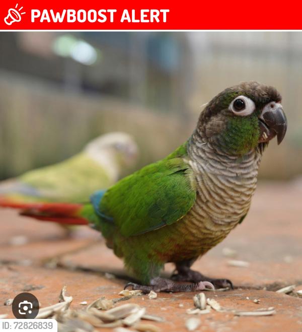 Lost Female Bird last seen Reflection ,Vintage, Moonshadow, Rancho Cucamonga, CA 91737