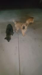 Found/Stray Female Dog last seen Cheyenne rd, Apple Valley, CA 92307