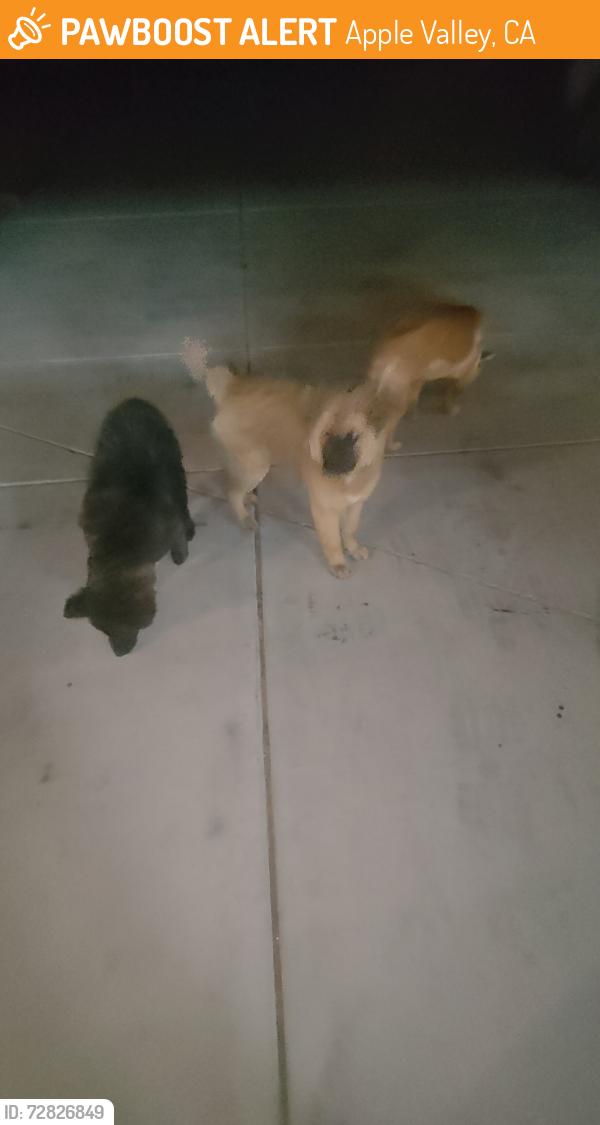 Found/Stray Female Dog last seen Cheyenne rd, Apple Valley, CA 92307