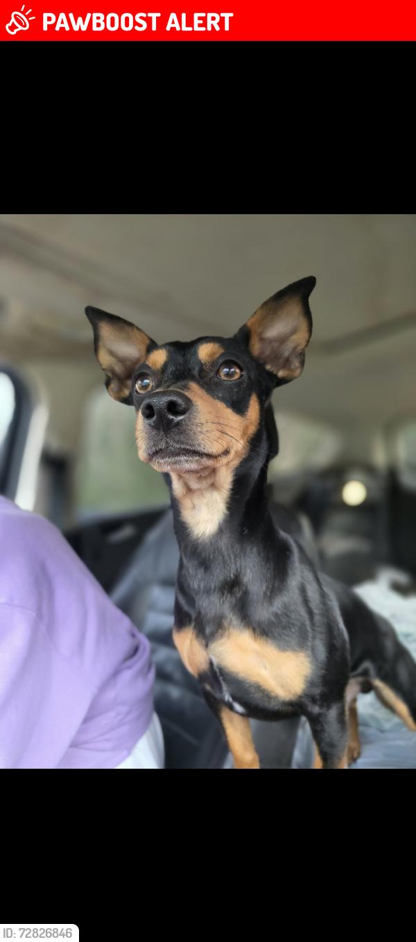 Lost Male Dog last seen Gosling and Marsico, Montgomery County, TX 77384