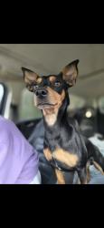 Lost Male Dog last seen Gosling and Marsico, Montgomery County, TX 77384