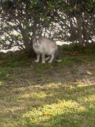 Found/Stray Unknown Cat last seen Jolene & Cohasset , Los Angeles, CA 91605