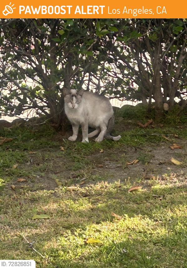 Found/Stray Unknown Cat last seen Jolene & Cohasset , Los Angeles, CA 91605