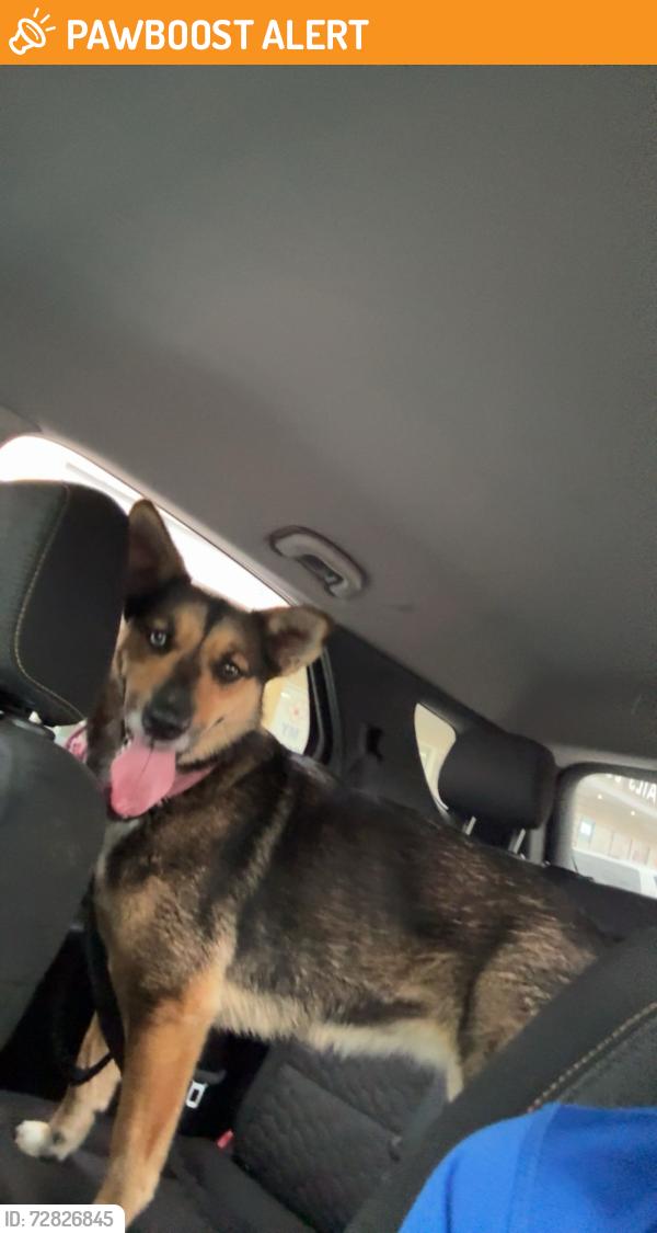 Found/Stray Female Dog last seen Found near Borgfeld Drive and Canyon Golf Road intersection , Timberwood Park, TX 78260