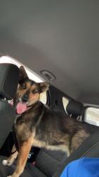 Found/Stray Female Dog last seen Found near Borgfeld Drive and Canyon Golf Road intersection , Timberwood Park, TX 78260