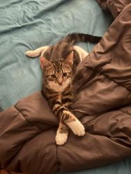 Lost Male Cat last seen Winneste ave. Craft st., Cincinnati, OH 45232