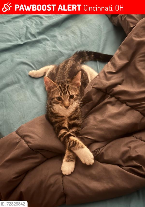 Lost Male Cat last seen Winneste ave. Craft st., Cincinnati, OH 45232