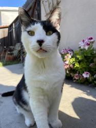 Lost Male Cat last seen 3rd street and quincy ave., Long Beach, CA 90814