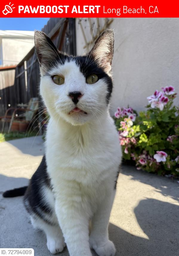 Lost Male Cat last seen 3rd street and quincy ave., Long Beach, CA 90814