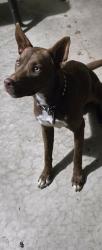 Found/Stray Female Dog last seen Dokes dr by heb , San Antonio, TX 78228
