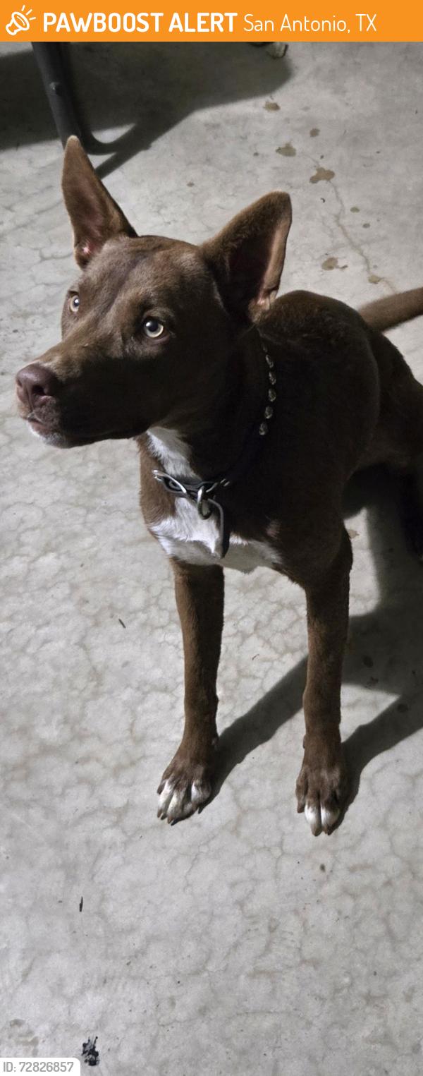 Found/Stray Female Dog last seen Dokes dr by heb , San Antonio, TX 78228