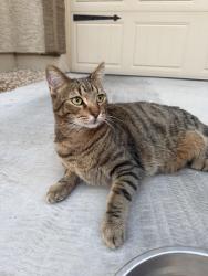 Found/Stray Unknown Cat last seen Ridge view Community, Sun City, AZ 85345