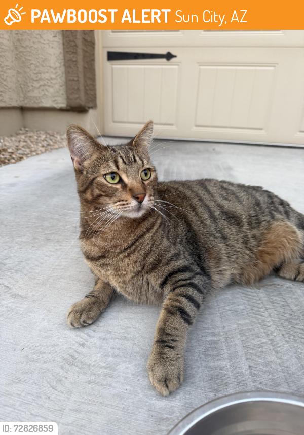 Found/Stray Unknown Cat last seen Ridge view Community, Sun City, AZ 85345
