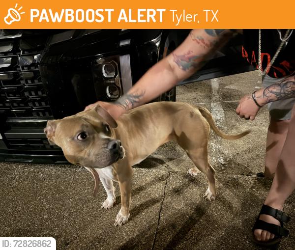 Found/Stray Female Dog last seen Apt 1215, Tyler, TX 75701