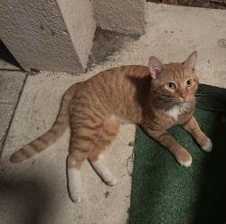 Found/Stray Male Cat last seen Thousand Oaks neighborhood , Trinity, FL 34655