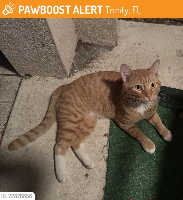 Found/Stray Male Cat last seen Thousand Oaks neighborhood , Trinity, FL 34655