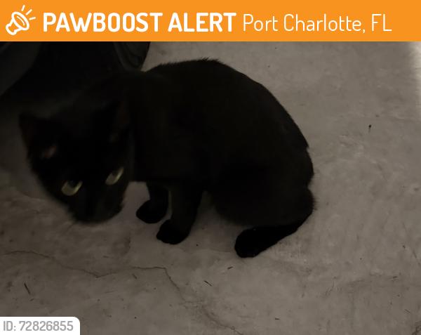 Found/Stray Unknown Cat last seen Between Chickering and Bingham Ave, Port Charlotte, FL 33954