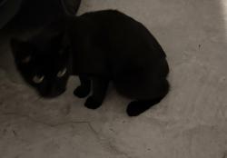 Found/Stray Unknown Cat last seen Between Chickering and Bingham Ave, Port Charlotte, FL 33954
