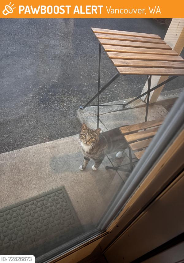 Found/Stray Unknown Cat last seen Chalet Villa apmts, Near Mr Maple Donuts and Chinese Buffet on the corner, Hazel Dell Area., Vancouver, WA 98665