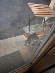 Found/Stray Unknown Cat last seen Chalet Villa apmts, Near Mr Maple Donuts and Chinese Buffet on the corner, Hazel Dell Area., Vancouver, WA 98665
