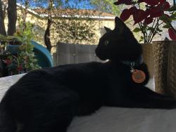 Lost Female Cat last seen Near Wild Trails, San Antonio, TX 78250