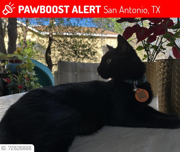 Lost Female Cat last seen Near Wild Trails, San Antonio, TX 78250