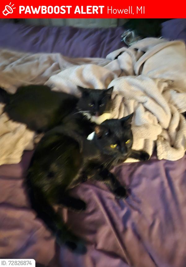 Lost Male Cat last seen M59 and North Eager Road, Howell, MI 48855