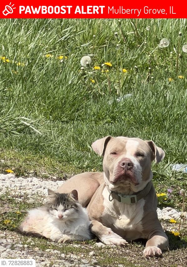 Lost Male Dog last seen Mulberry grove, Mulberry Grove, IL 62262