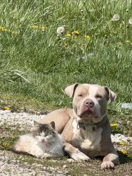 Lost Male Dog last seen Mulberry grove, Mulberry Grove, IL 62262