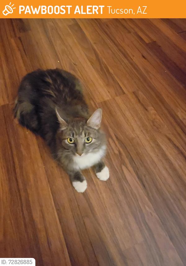 Found/Stray Female Cat last seen Irvington and Kolb, Tucson, AZ 85730