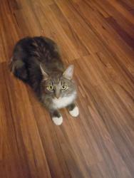 Found/Stray Female Cat last seen Irvington and Kolb, Tucson, AZ 85730