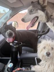 Found/Stray Female Dog last seen Baseline and McClintock , Tempe, AZ 85283