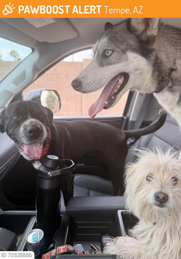 Found/Stray Female Dog last seen Baseline and McClintock , Tempe, AZ 85283