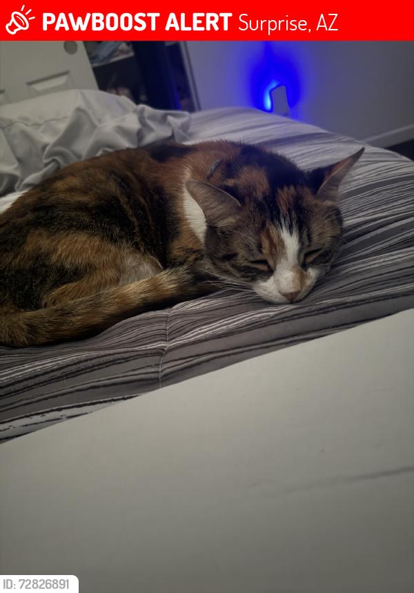 Lost Female Cat last seen mauna loa ln, Surprise, AZ 85379