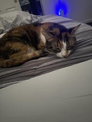 Lost Female Cat last seen mauna loa ln, Surprise, AZ 85379