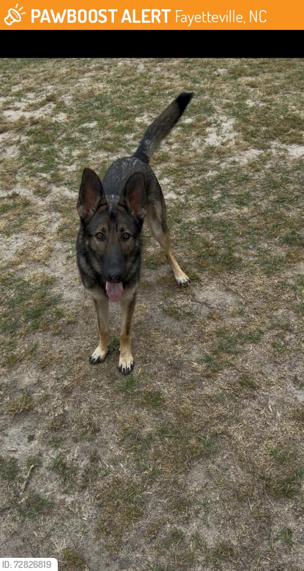 Found/Stray Female Dog last seen Skibo rd, Fayetteville, NC 28304