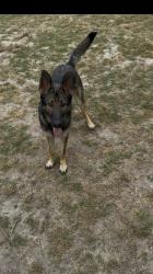 Found/Stray Female Dog last seen Skibo rd, Fayetteville, NC 28304