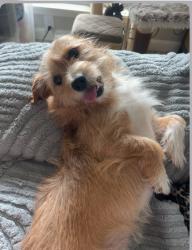 Found/Stray Male Dog last seen Bridgeland ln and FM2920, Bridgestone, TX 77388