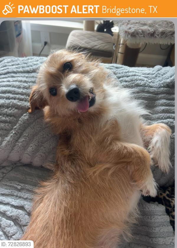 Found/Stray Male Dog last seen Bridgeland ln and FM2920, Bridgestone, TX 77388