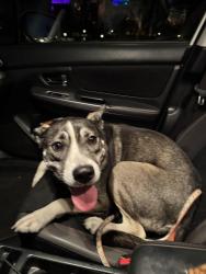 Found/Stray Female Dog last seen Allen Road, Bakersfield, CA 93312