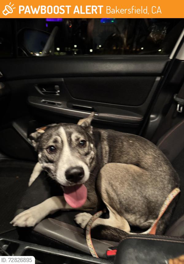 Found/Stray Female Dog last seen Allen Road, Bakersfield, CA 93312