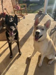 Reunited Male Dog last seen Near Wheeland rd little mountain , Little Mountain, SC 29075