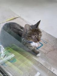 Found/Stray Unknown Cat last seen Cerrillos Dr, Bryan, TX 77807