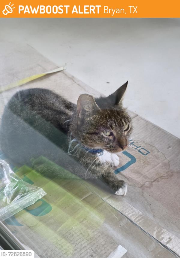 Found/Stray Unknown Cat last seen Cerrillos Dr, Bryan, TX 77807